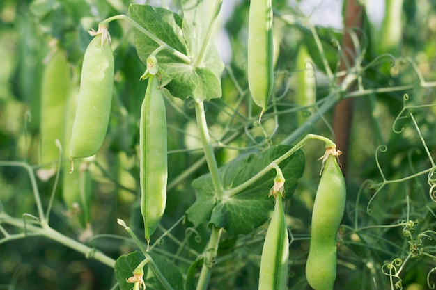 frische grüne Erbsen im Garten