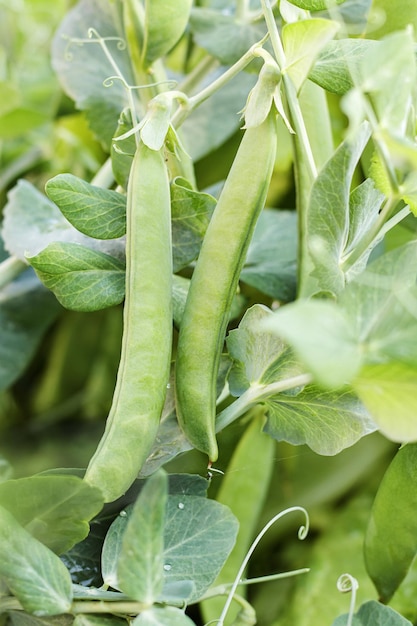 Frische grüne Erbsenschoten im selektiven Fokus des Gartens