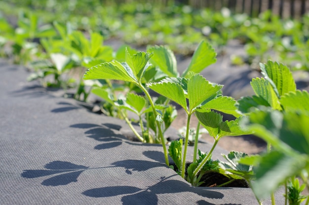 Frische grüne erdbeeranlagen, die auf synthetischer faser unter frühlingssonne wachsen