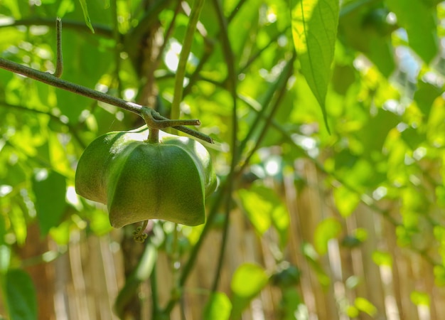 Frische grüne Erdnussfrucht Sacha-inchi vom Biohof.