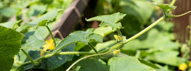 Frische grüne Gurke mit Blättern und Blumen natürliches Gemüse Bio-Lebensmittel