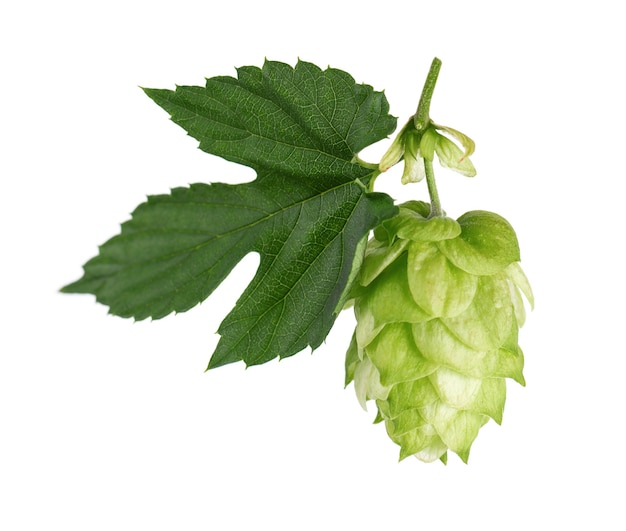 Frische grüne Hopfenniederlassung, lokalisiert auf einem weißen Hintergrund. Hopfenzapfen mit Blatt. Bio-Hopfenblumen. Nahaufnahme.