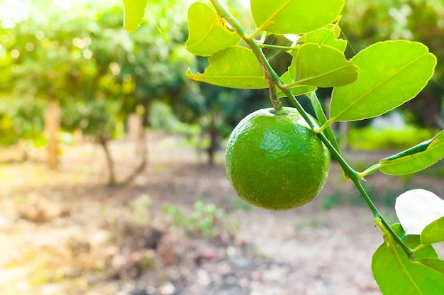 Frische grüne Limetten, rohe Zitrone, die im Gartenlimettenanbau am Baum hängt