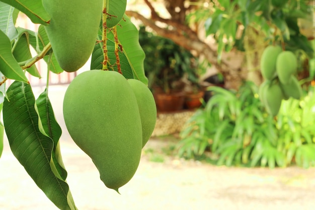 Frische grüne Mangos auf dem Baum im Garten