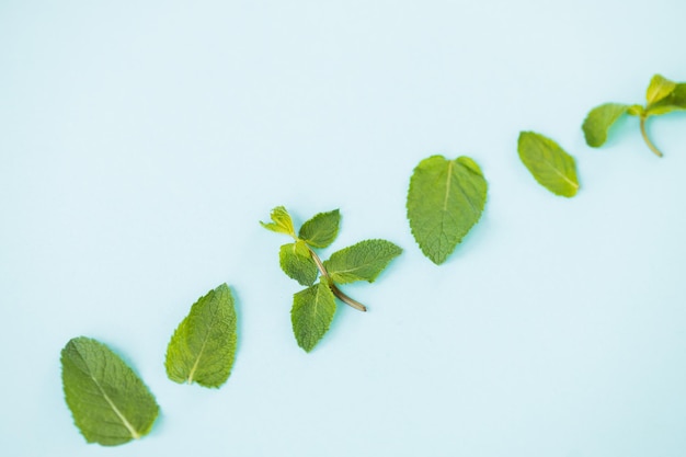 Frische grüne Minzblätter auf blauem Hintergrund flach legen Platz für Text