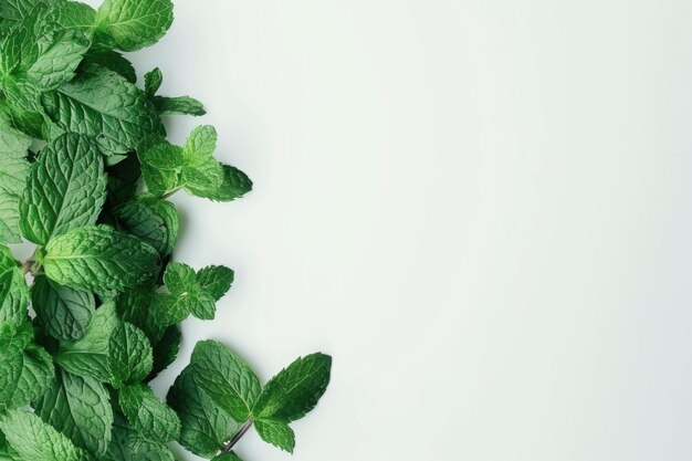 Frische grüne Minzblätter auf weißem Hintergrund