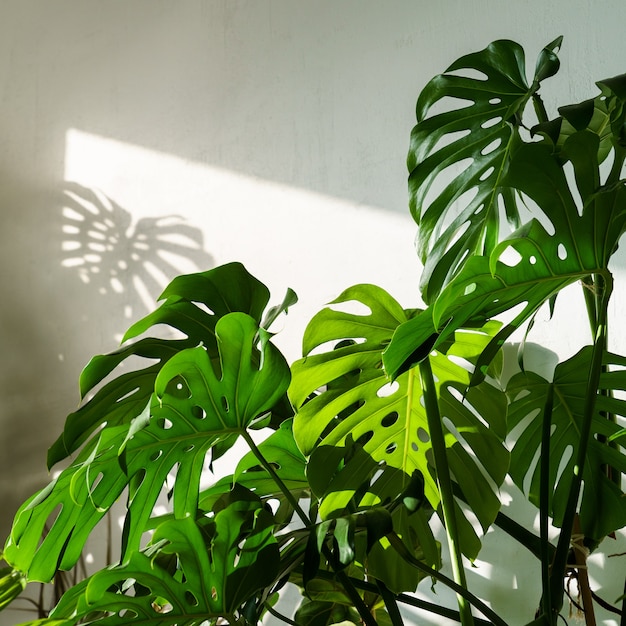 Frische grüne Monstera Zimmerpflanze im Wohnzimmer über weißer Wand