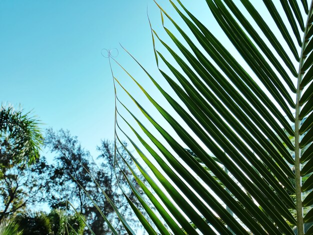 Frische grüne Palmblätter der Nahaufnahme im Garten