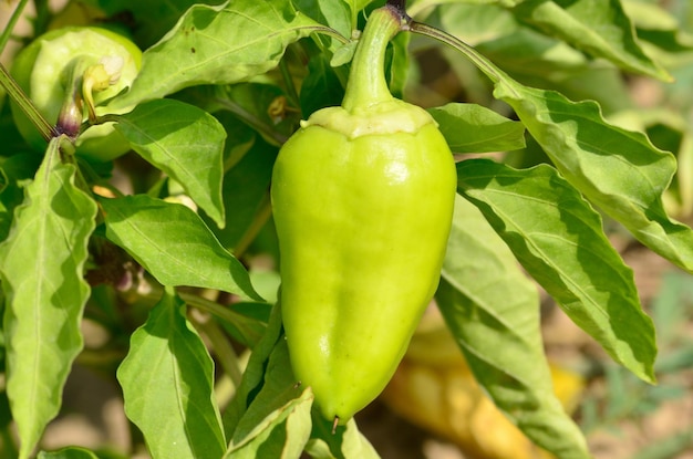 Frische grüne Paprika im Gemüsegarten