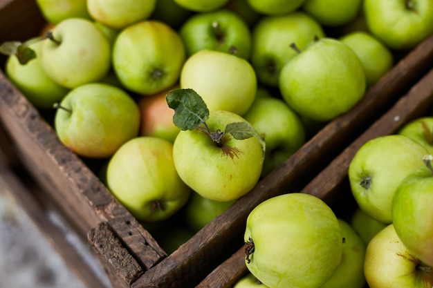 Frische grüne Äpfel auf der Ernte der Holzkisten