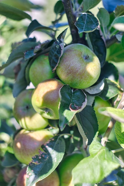 Frische grüne Äpfel auf einem Baum