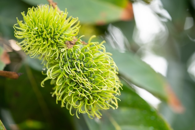 frische grüne Rambutans tragen im Garten, tropische Frucht in Thailand Früchte