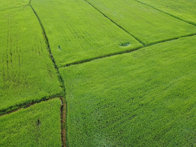 Frische grüne Reisfelder, Luftaufnahmen von Drohnen