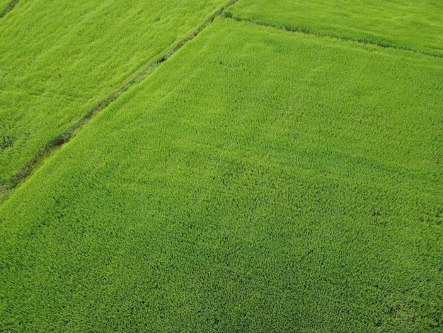 Frische grüne Reisfelder, Luftaufnahmen von Drohnen