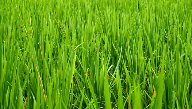 frische grüne Reisfelder wachsen