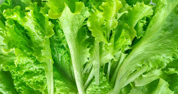 Frische grüne Salatblätter Gesundes Essen Seitenansicht