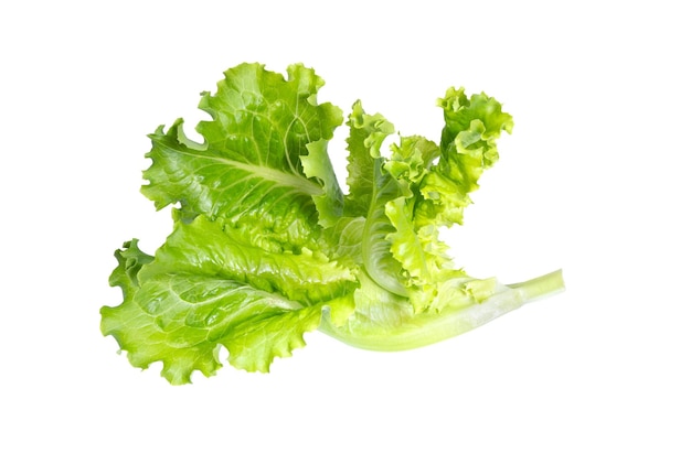 Frische grüne Salatblätter