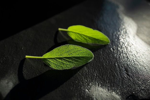 Frische grüne Salbeiblätter gerade bewässert Aromatische Salbeiblätter mit dunklem Hintergrund
