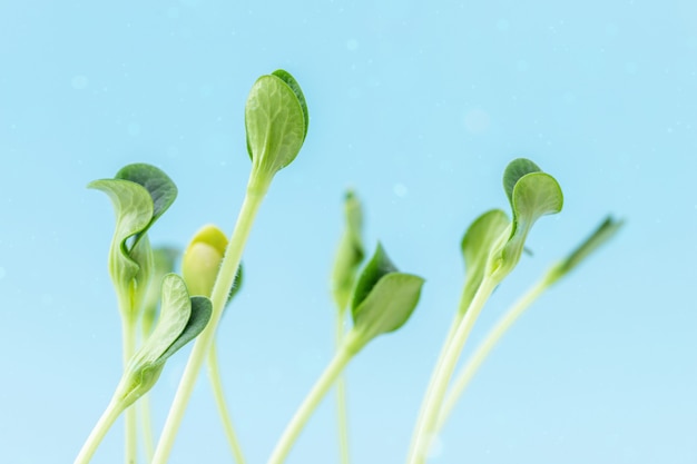 Frische grüne Sprossen der Pflanze auf blauem Himmel