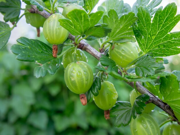 Frische grüne Stachelbeeren, Nahaufnahme.