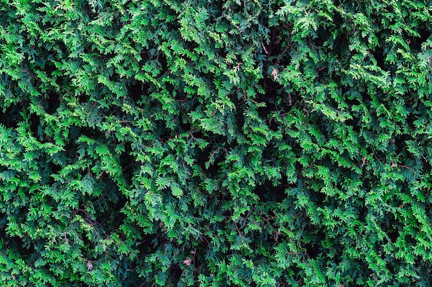 Frische grüne Äste Thuja Textur Hintergrund selektiver Fokus immergrüner Nadelbaum Kopierraum