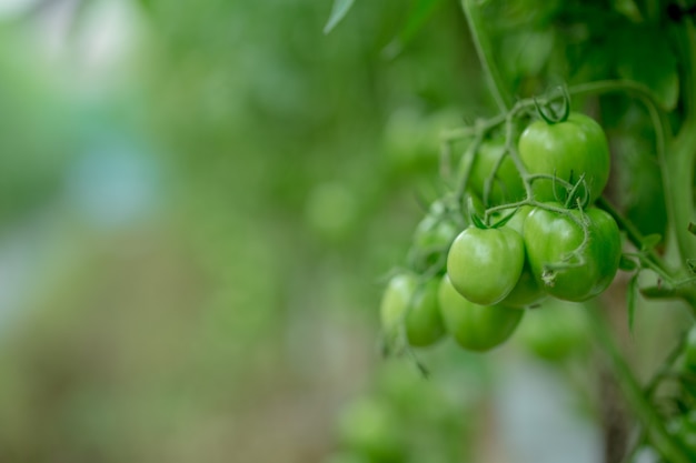 Frische grüne Tomaten auf Baum im Asien-Garten