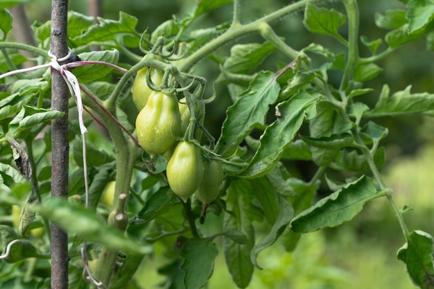 Frische grüne Tomaten auf einem Ast im Garten