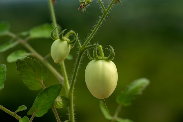 Frische grüne Tomaten auf Pflanzen im Bauernhof.