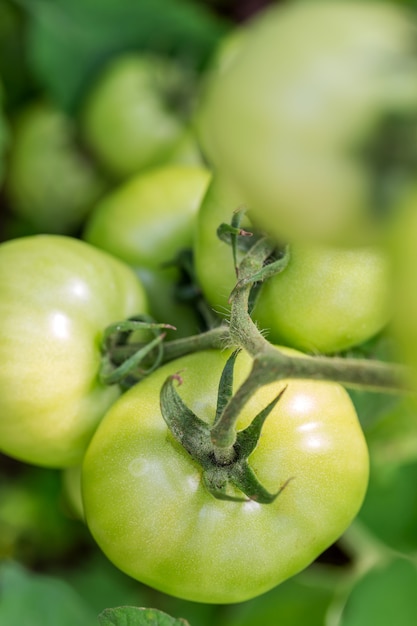 Frische grüne Tomaten im Gewächshaus