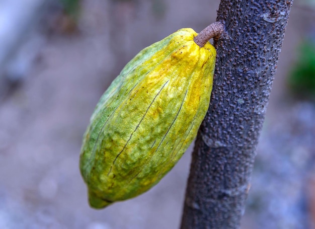 Frische grüne ungeerntete KakaoschotenRoher grüner Kakao am Kakaobaum