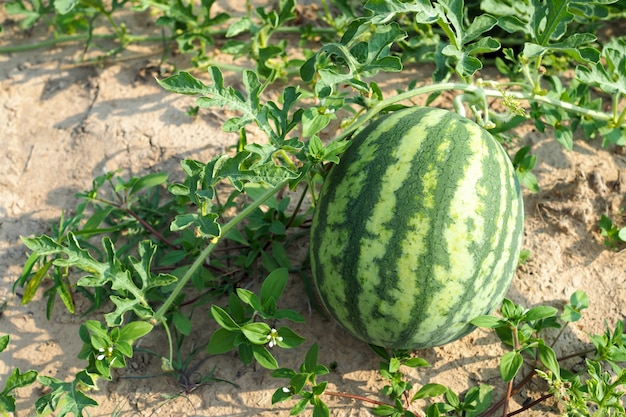 Frische grüne Wassermelone auf dem Feld