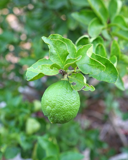 Frische grüne Zitrone auf Baum