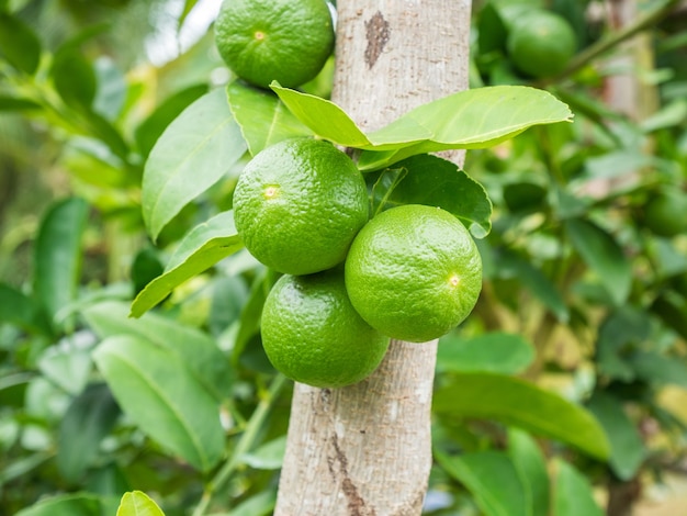 Frische grüne Zitronenlimetten auf Baum im Bio-Garten