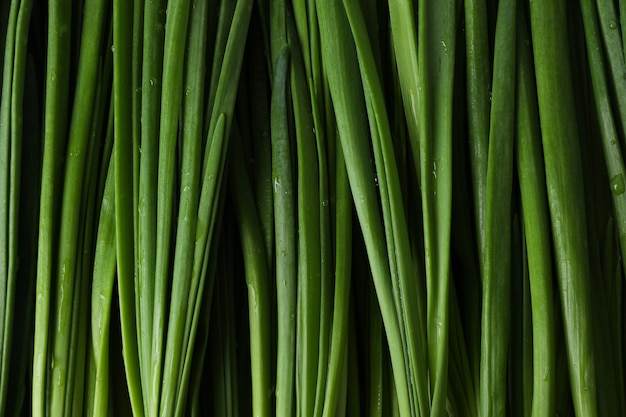 Frische grüne Zwiebel auf ganzem isoliertem Hintergrund