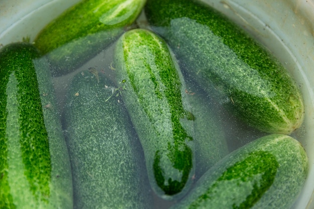 Frische Gurken in einem weißen Plastikeimer mit Wasser. Vorbereitung für die Konservierung. Nahaufnahme.