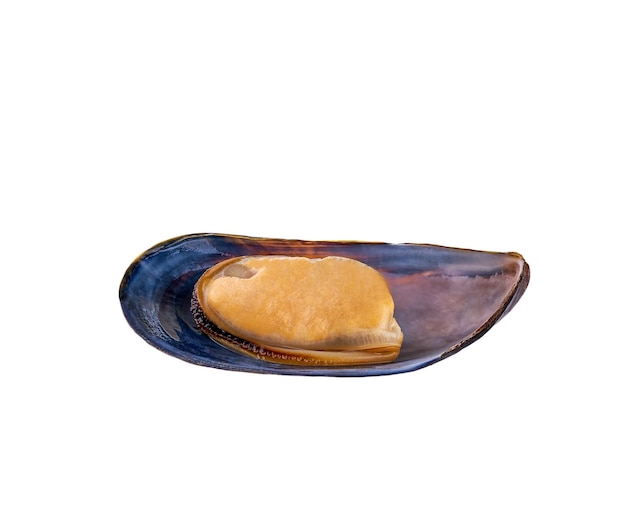 Frische halb gekochte Muschel isoliert auf weißem Hintergrund