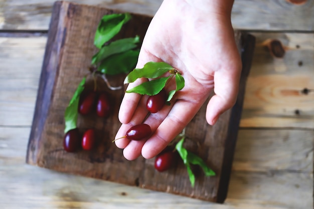 Frische Hartriegelbeere in der Hand. Hartriegelblätter.