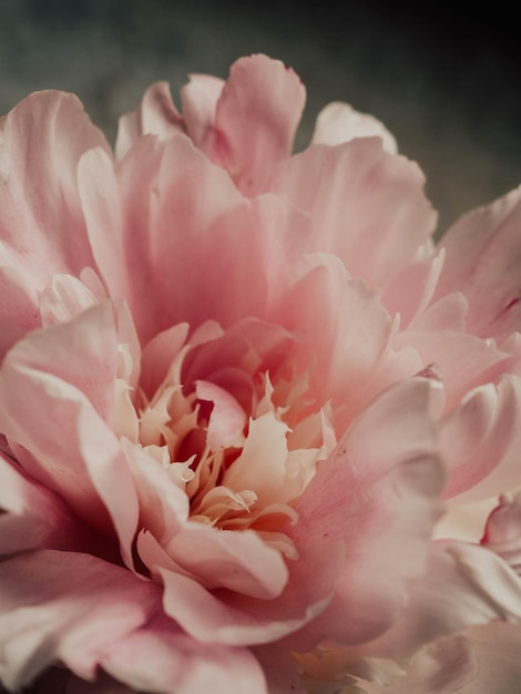 Frische, hell blühende Peon-Blume aus nächster Nähe