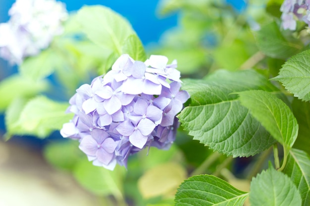 Frische hellblaue Hortensienblüten auf grünen Blättern verwischen den Hintergrund