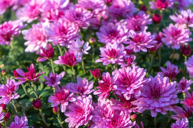 Frische hellrosa Chrysanthemenbüsche im Herbstgarten