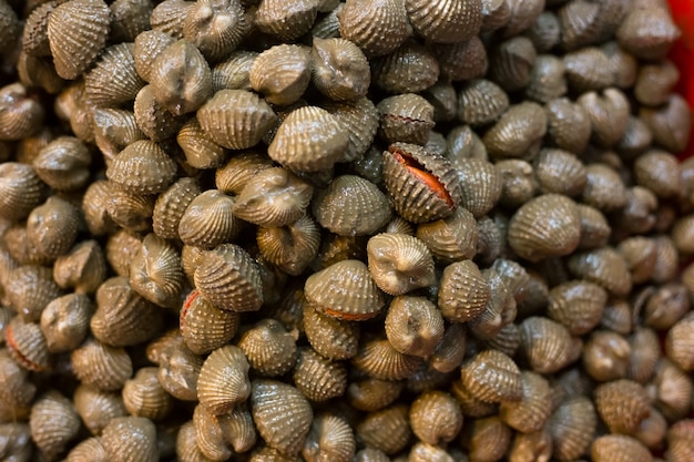 frische Herzmuscheln Hintergrund