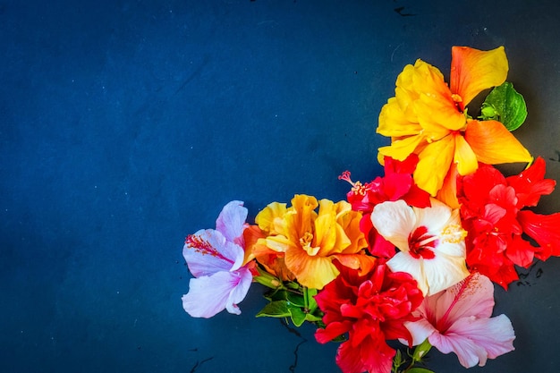 Frische Hibiskusblüten häufen sich auf schwarzem Hintergrund mit Kopierraum