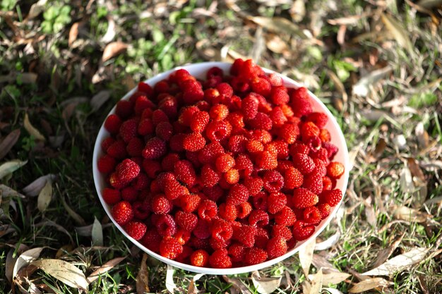 Frische Himbeeren in einer weißen Schüssel auf dem Hintergrund eines grünen Grases und Herbstlaub