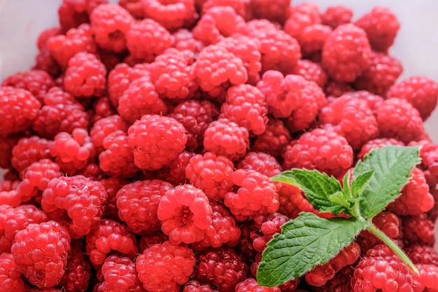 Frische Himbeeren und Minze im Winter. Beeren für den Winter ernten. Himbeeren aus dem Gewächshaus. Umweltfreundliches Produkt