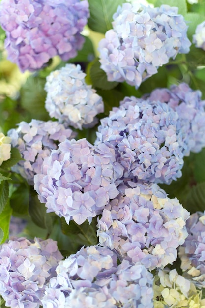 Frische Hortensia hellweiße und blaue Blumen auf unscharfem Hintergrund