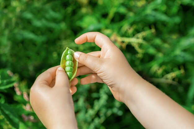 Frische Hülsen der grünen Erbsen in den Händen des Kindes.