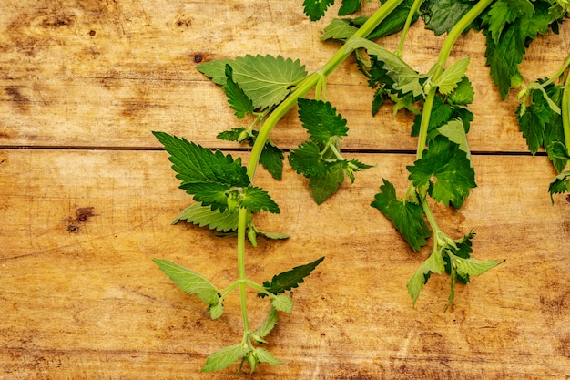 Frische junge Melissa, Balsam Minze. Traditionelle Zutat zum Kochen