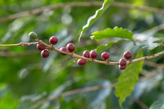 Frische Kaffeebohnen auf Bäumen