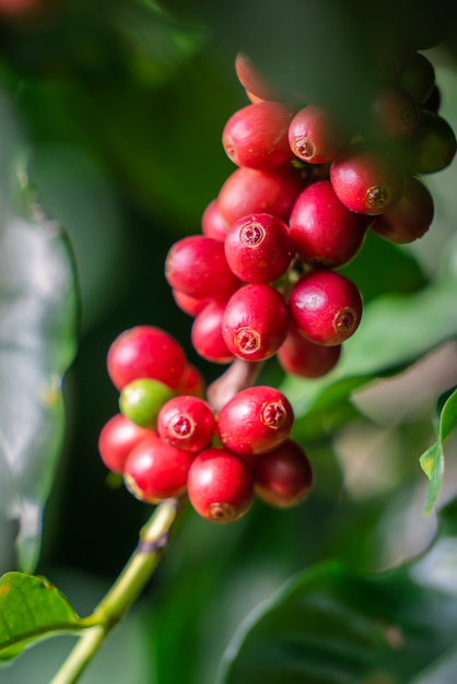 Frische Kaffeebohnen auf Baum