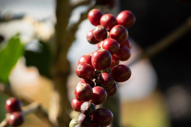 Frische Kaffeebohnen auf Ästen